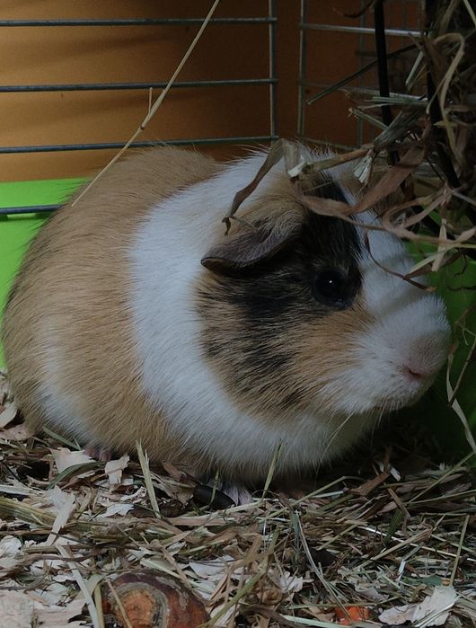 Świnki morskie różne