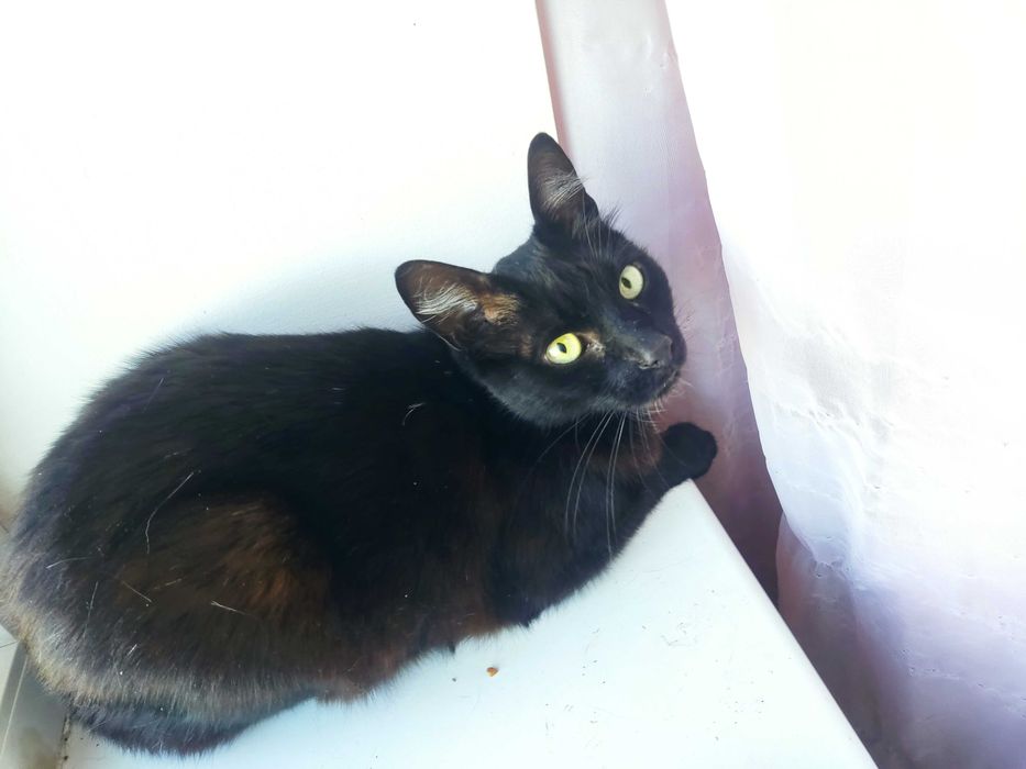 Молоденький котик красунчик шукає дім