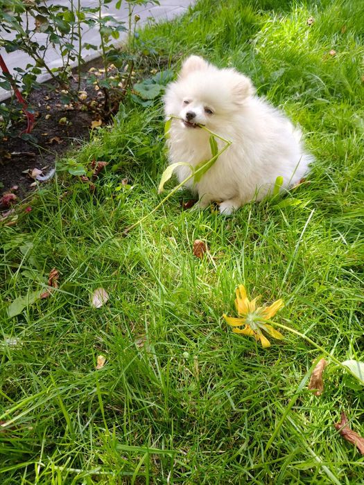 POMERANIAN szpic miniaturowy ZKwP FCI