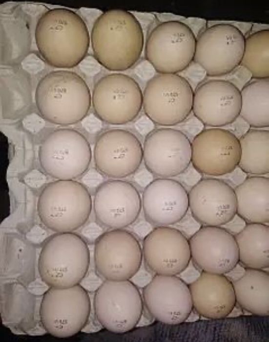 Інкубаційні яйця Бройллера