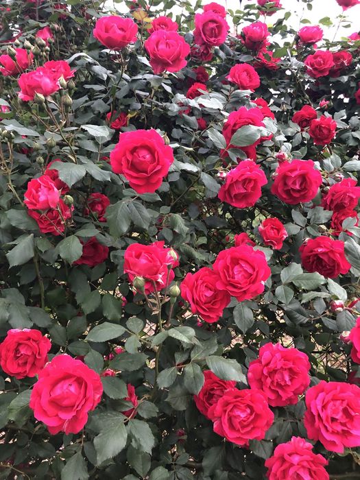 Будиночок житловий із номером в районі вул Хрещатинська 0,10га