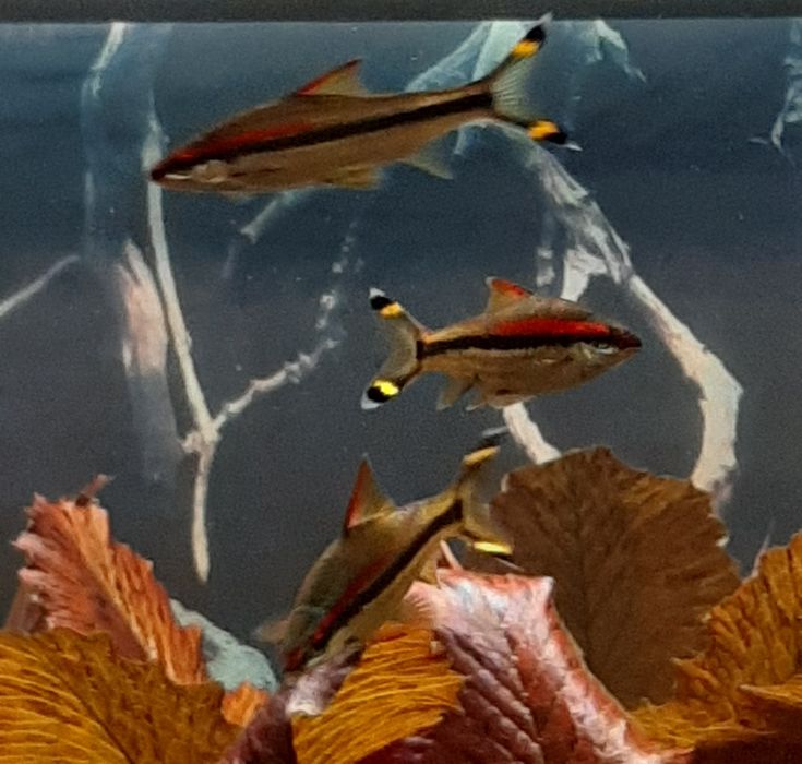 Барбуси денісоні