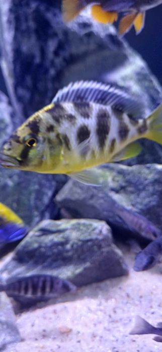 Pyszczaki venustus harem