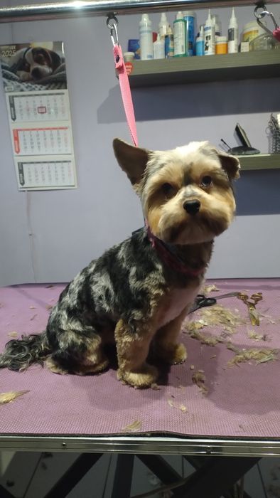 Strzyżenie i pielęgnacja psów w domu i u klienta