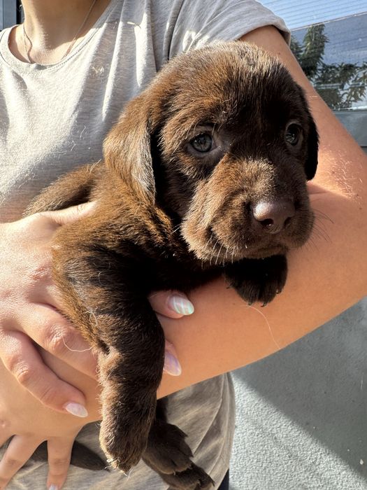 Labrador magnífico chocolate