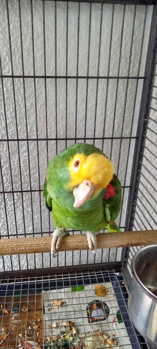 Papagaio Amazona Oratrix fémea adulta