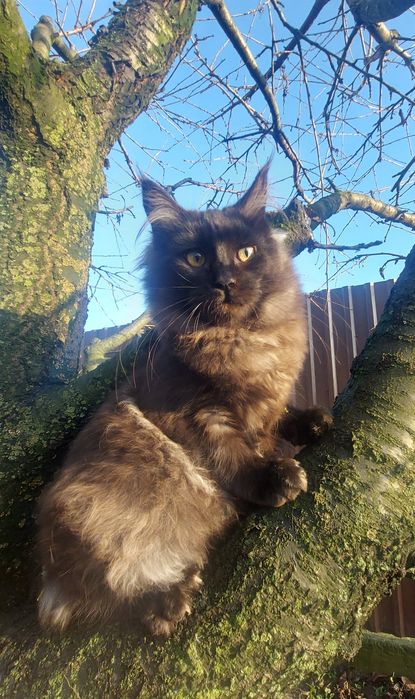 Велетні Мейн-кун