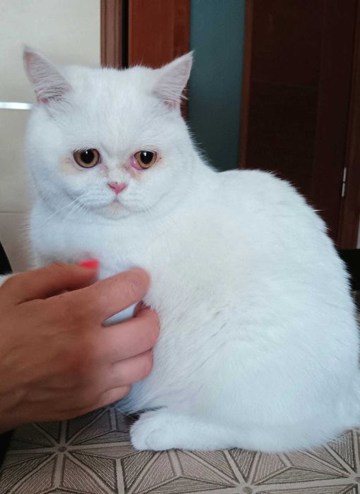 Adoção Responsável: Procura-se um lar para esta gatinha linda!