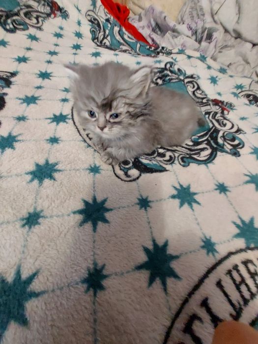 Кошенята шукають дім.