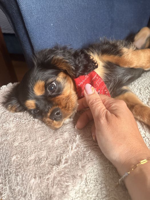Cavalier King Charles Spaniel piesek.