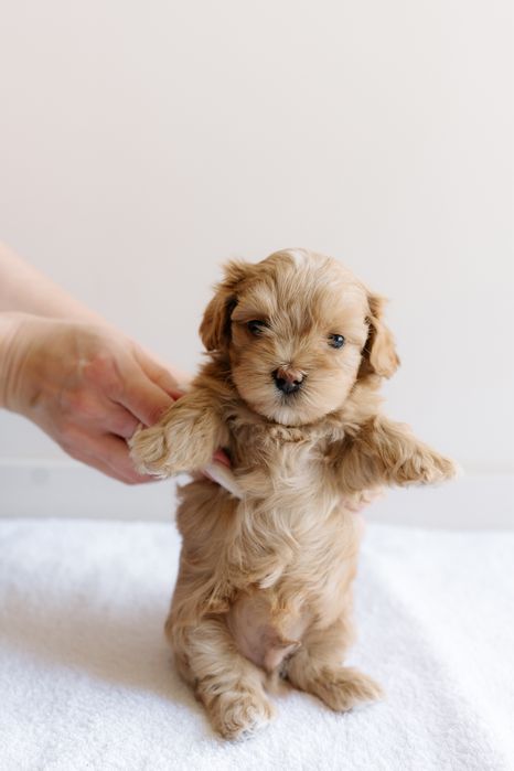 Міні хлопчик мальтіпу Baby Face