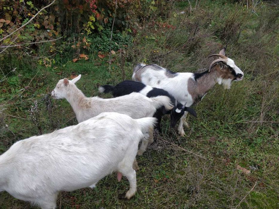 Продаються кози.