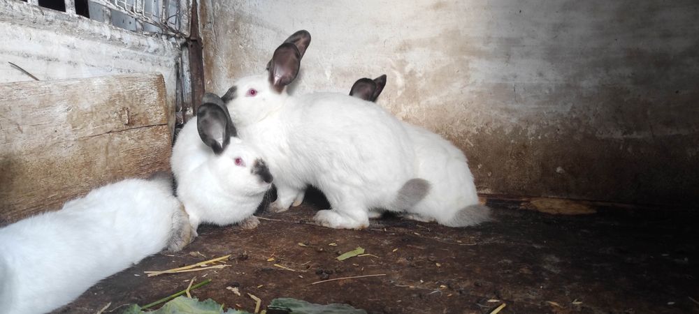 Продам Кролі Каліфорнійці кролики Дрогобич