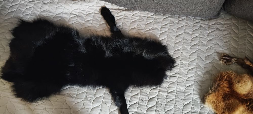 Sprzedam skóry lisów