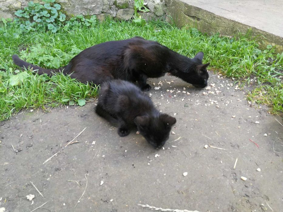 Oddam za darmo dwie dorosłe łowne kotki