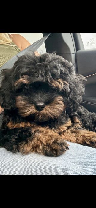 Shihpoo czarny chłopczyk