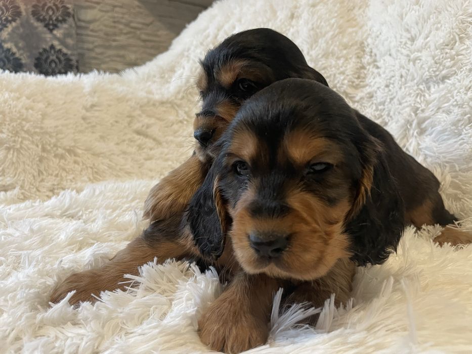 Cocker spaniel piesek