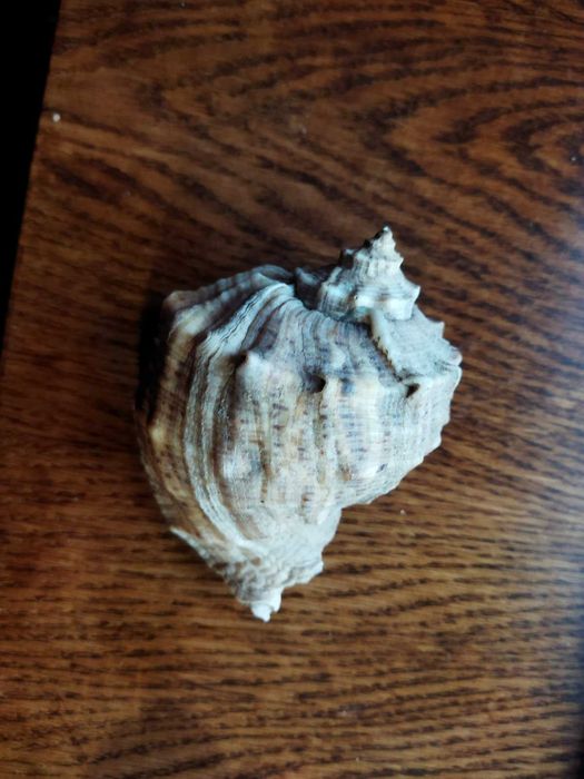 Набір морських ракушок  для акваріума 7 шт. Продам одним лотом