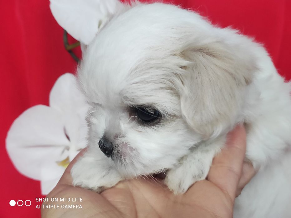 Цуценята Мальтезе