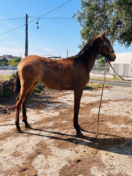 Poldra com 12 meses