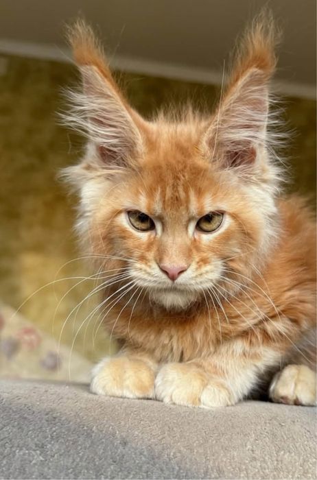 Мейн-кун — шикарные котята с породным характером