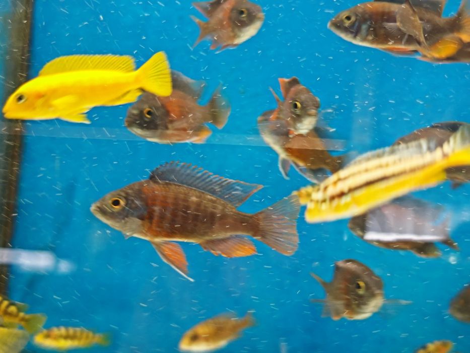 Pyszczak capidochromis borleyi Aquafizz Creative