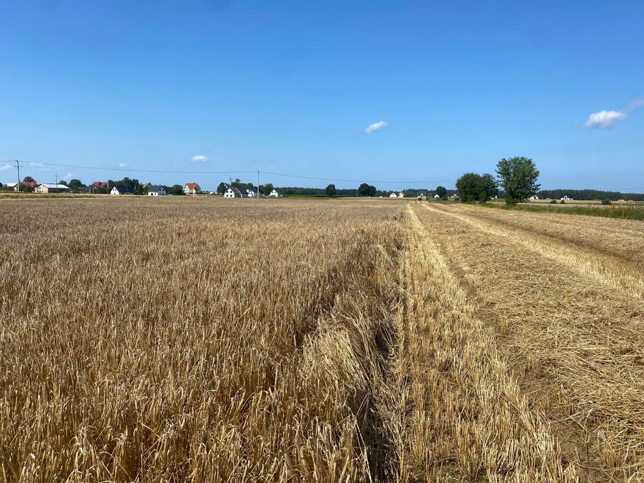 Sprzedam jęczmień jary i pszenżyto