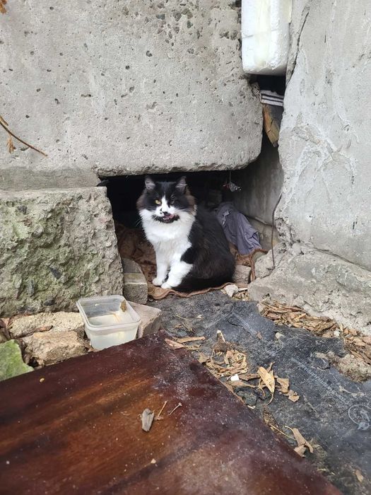 Молодий котик 7міс