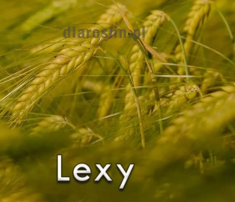 Jęczmień jary LEXY zbiór 2026