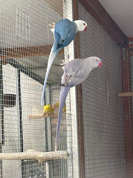 Ring neck independente e bebés