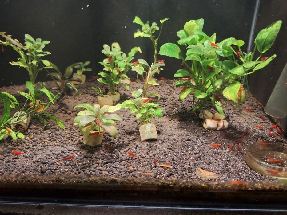 Akwarium z krewetkami