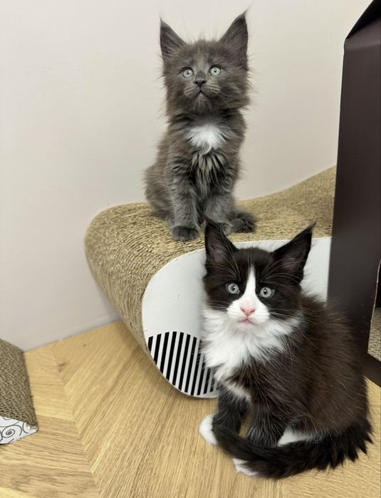 Kotka Maine Coon  |  Rodowód FPL