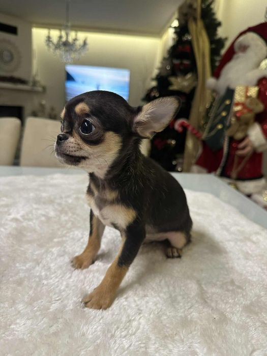 Cudowny chlopiec Chihuahua