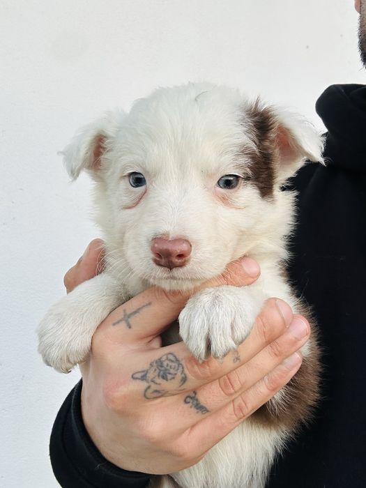 Menina border collie chocolate olhos claros