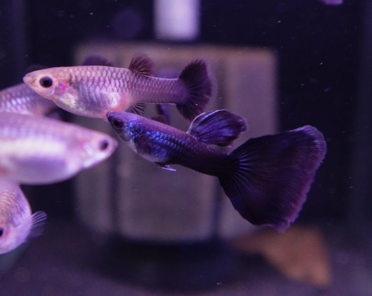 Gupik moskiewski od Neon Zoo