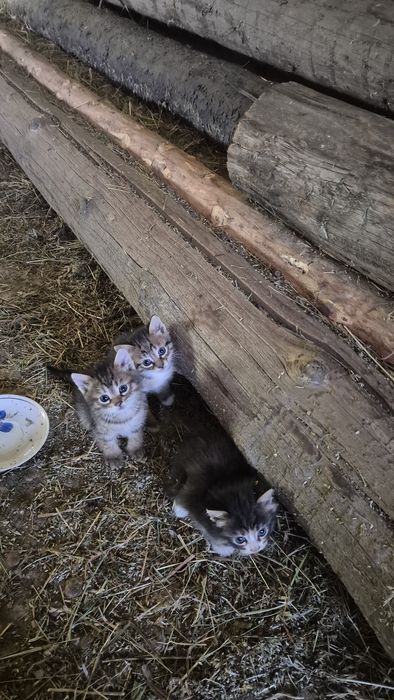 Кошенята маленькі