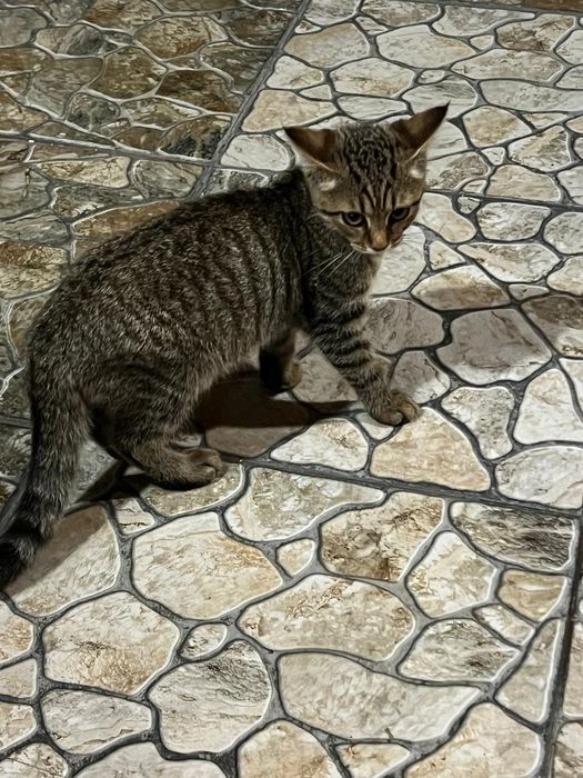 Отдам котят в хорошие руки