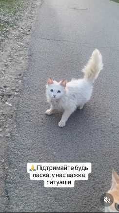 Котенок в беде, помогите