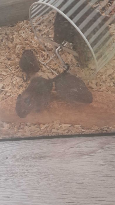 Sprzedam Koszatniczki