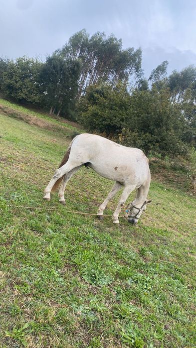 Cavalo puro lusitano