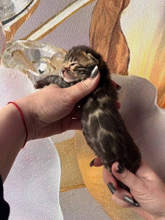 Неймовірні кошенята бенгалів з документами