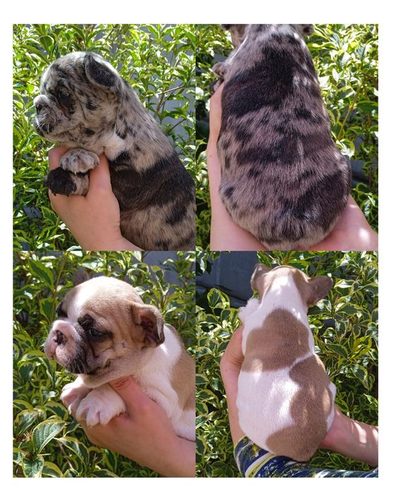 Французький бульдог