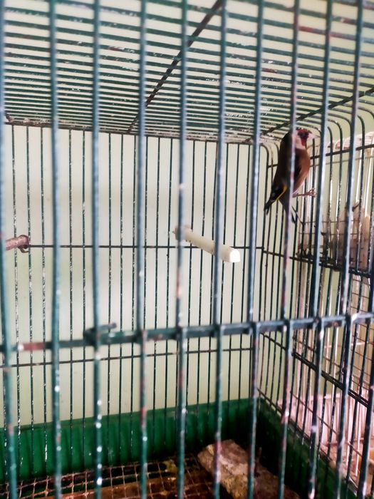 Canários machos e fêmeas