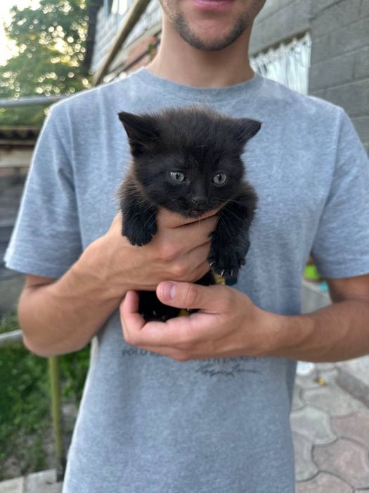 Гарні кошенята