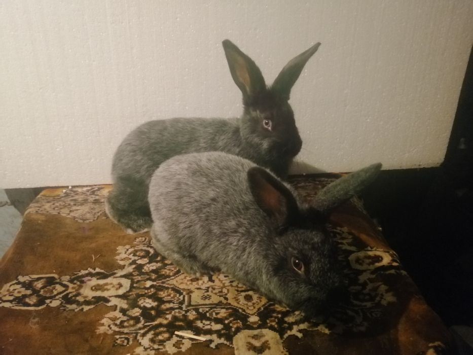 Полтавское серебро