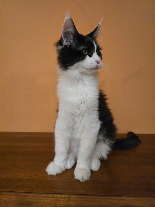 Czarno biały kocurek Maine Coon