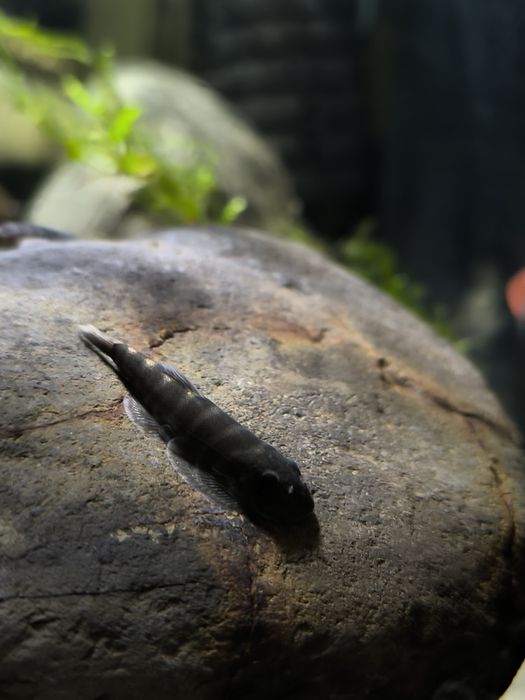 Peixes de fundo gastromyzons