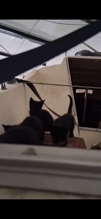 Gatinhos Bebés Adoção Responsável