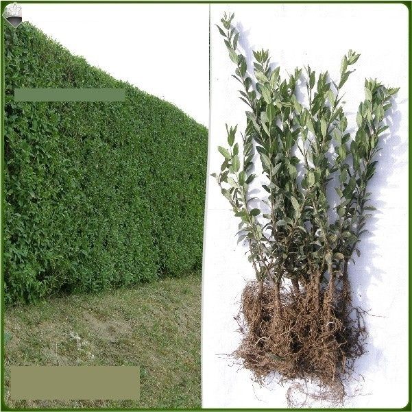 Ligustr pospolity - sadzonki 60-90 cm Wysyłamy kurierem