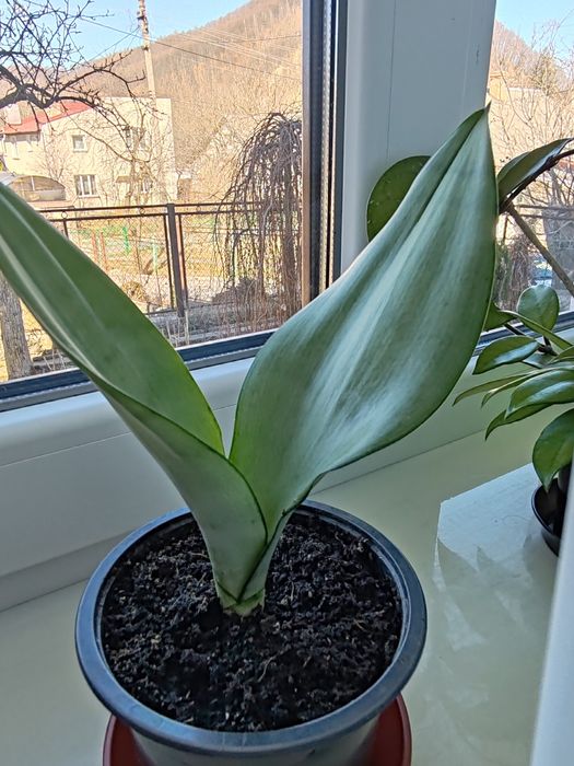 Сансеньвєрія.        .